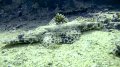 Crocodile Fish